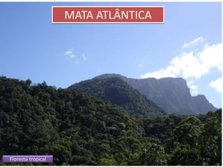 MATA ATLÂNTICA 
Floresta tropical 
 