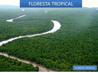 FLORESTA TROPICAL 
FLORESTA TROPICAL 
 