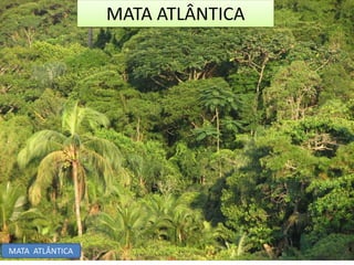 MATA ATLÂNTICA 
MATA ATLÂNTICA 
 