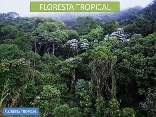 FLORESTA TROPICAL 
FLORESTA TROPICAL 
 