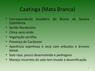 Caatinga (Mata Branca)
• Correspondente brasileiro do Bioma da Savana
  Espinhenta
• Sertão Nordestino
• Clima semi-árido
• Vegetação xerófita
• Presença de Cactáceas
• Aparência espinhosa e seca com arbustos e árvores
  baixas
• Solo raso, pouco desenvolvido e pedregoso
• Manejo incorreto do solo tem levado à desertificação

                                                     30
 