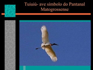 Tuiuiú- ave símbolo do Pantanal Matogrossense 
