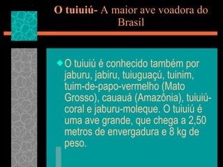 O tuiuiú-  A maior ave voadora do Brasil <ul><li>O tuiuiú é conhecido também por jaburu, jabiru, tuiuguaçú, tuinim, tuim-d...
