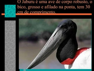 O Jaburu é uma ave de corpo robusto, o bico, grosso e afilado na ponta, tem 30 cm de comprimento.  
