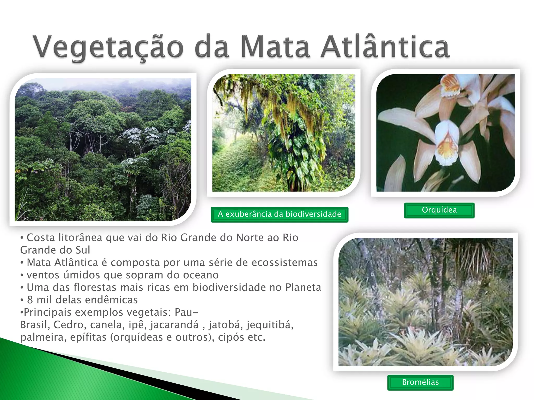 Vegetação da zona da mata e litoral do nordeste | PPT