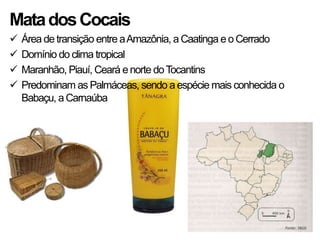 Mata dos Cocais
   Área de transição entre a Amazônia, a Caatinga e o Cerrado
   Domínio do clima tropical
   Maranhão, Piauí, Ceará e norte do Tocantins
   Predominam as Palmáceas, sendo a espécie mais conhecida o
    Babaçu, a Carnaúba
 