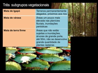 Três subgrupos vegetacionais
Mata de Igapó         Terrenos permanentemente
                      alagados, próximos aos rios
Mata de várzea        Áreas um pouco mais
                      elevada nas planícies
                      fluviais, inundações
                      periódicas
Mata de terra firme   Áreas que não estão
                      sujeitas a inundações,
                      árvores de grande porte,
                      até 50m, não se desenvolve
                      grande quantidade de
                      plantas rasteiras
 