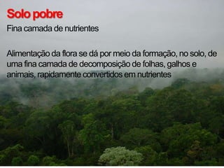 Solo pobre
Fina camada de nutrientes

Alimentação da flora se dá por meio da formação, no solo, de
uma fina camada de decomposição de folhas, galhos e
animais, rapidamente convertidos em nutrientes
 