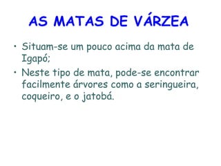 AS MATAS DE VÁRZEA   Situam-se um pouco acima da mata de Igapó; Neste tipo de mata, pode-se encontrar facilmente árvores como a seringueira, coqueiro, e o jatobá.  
