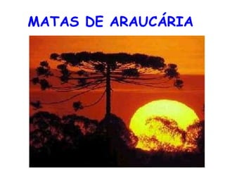 MATAS DE ARAUCÁRIA   