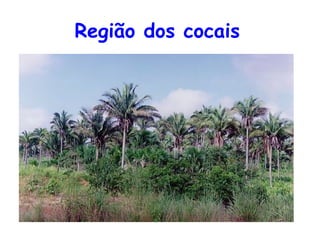 Região dos cocais   