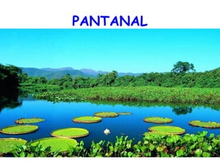 PANTANAL   
