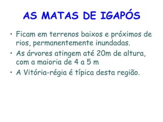 AS MATAS DE IGAPÓS   Ficam em terrenos baixos e próximos de rios, permanentemente inundadas.  As árvores atingem até 20m de altura, com a maioria de 4 a 5 m  A Vitória-régia é típica desta região. 