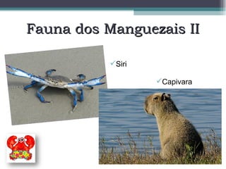 Fauna dos Manguezais II Siri Capivara 
