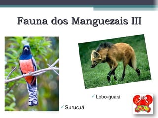 Fauna dos Manguezais III Surucuá Lobo-guará 