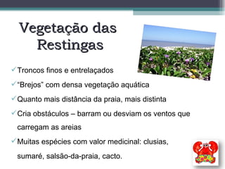 Vegetação das  Restingas Troncos finos e entrelaçados “ Brejos” com densa vegetação aquática Quanto mais distância da praia, mais distinta Cria obstáculos – barram ou desviam os ventos que carregam as areias Muitas espécies com valor medicinal: clusias,  sumaré, salsão-da-praia, cacto. 