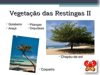 Goiabeira Araçá Vegetação das Restingas II Coqueiro Chapéu-de-sol Pitangas Orquídeas 