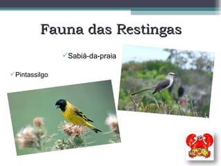 Fauna das Restingas Pintassilgo Sabiá-da-praia 