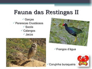 Garças Pererecas Crustáceos Socós Calangos Jacús Fauna das Restingas II Frangos d’água Corujinha buraqueira 