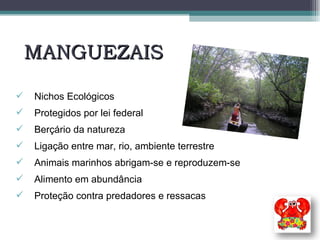 MANGUEZAIS Nichos Ecológicos Protegidos por lei federal Berçário da natureza Ligação entre mar, rio, ambiente terrestre Animais marinhos abrigam-se e reproduzem-se Alimento em abundância Proteção contra predadores e ressacas 