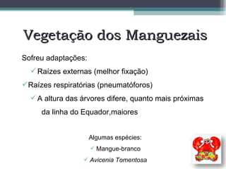 Vegetação dos Manguezais Sofreu adaptações: Raízes externas (melhor fixação) Raízes respiratórias (pneumatóforos) A altura das árvores difere, quanto mais próximas  da linha do Equador,maiores Algumas espécies: Mangue-branco Avicenia Tomentosa 
