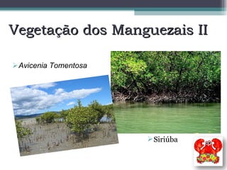 Vegetação dos Manguezais II Avicenia Tomentosa Siriúba 