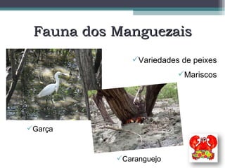 Fauna dos Manguezais Variedades de peixes Mariscos Caranguejo Garça 
