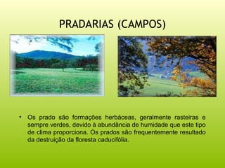 PRADARIAS (CAMPOS)




•   Os prado são formações herbáceas, geralmente rasteiras e
    sempre verdes, devido à abundância de humidade que este tipo
    de clima proporciona. Os prados são frequentemente resultado
    da destruição da floresta caducifólia.
 