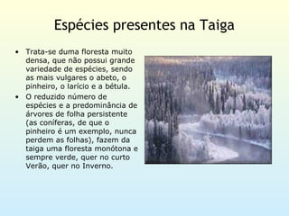 Espécies presentes na Taiga
• Trata-se duma floresta muito
  densa, que não possui grande
  variedade de espécies, sendo
  as mais vulgares o abeto, o
  pinheiro, o larício e a bétula.
• O reduzido número de
  espécies e a predominância de
  árvores de folha persistente
  (as coníferas, de que o
  pinheiro é um exemplo, nunca
  perdem as folhas), fazem da
  taiga uma floresta monótona e
  sempre verde, quer no curto
  Verão, quer no Inverno.
 