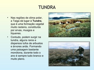 TUNDRA

•   Nas regiões de clima polar,
    a Taiga dá lugar à Tundra,
    que é uma formação vegetal
    muito rasteira, constituída
    por ervas, musgos e
    líquenes.
•   Contudo, podem surgir na
    tundra, alguns raros e
    dispersos tufos de arbustos
    e árvores anãs. Formando
    uma paisagem bastante
    monótona, durante todo o
    ano é sempre tudo branco e
    muito plano.
 