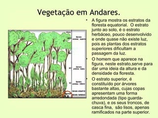 Vegetação em Andares.
            •   A figura mostra os estratos da
                floresta equatorial. O estrato
                junto ao solo, é o estrato
                herbáceo, pouco desenvolvido
                e onde quase não existe luz,
                pois as plantas dos estratos
                superiores dificultam a
                passagem da luz.
            •   O homem que aparece na
                figura, neste estrato,serve para
                dar uma ideia da altura e da
                densidade da floresta.
            •   O estrato superior, é
                constituído por árvores
                bastante altas, cujas copas
                apresentam uma forma
                arredondada (tipo guarda-
                chuva), e os seus troncos, de
                casca fina, são lisos, apenas
                ramificados na parte superior.
 