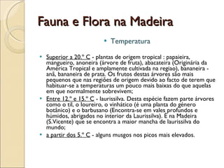 Fauna e Flora na Madeira  Temperatura  Superior a 20.º C  - plantas de origem tropical : papaieira, mangueiro, anoneira (árvore de fruta), abacateira (Originária da América Tropical e amplamente cultivada na regiao), bananeira - anã, bananeira de prata. Os frutos destas árvores são mais pequenos que nas regiões de origem devido ao facto de terem que habituar-se a temperaturas um pouco mais baixas do que aquelas em que normalmente sobrevivem;  Entre 12.º e 15.º C  - laurissilva. Desta espécie fazem parte árvores como o til, o loureiro, o vinhático (é uma planta do género botânico) e o barbusano (Encontra-se em vales profundos e húmidos, abrigados no interior da Laurissilva). É na Madeira (S.Vicente) que se encontra a maior mancha de laurissilva do mundo;  a partir dos 5.º C  - alguns musgos nos picos mais elevados.  