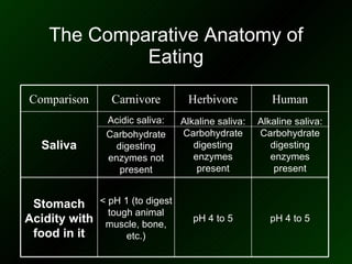 The Comparative Anatomy of Eating Human Herbivore Carnivore Comparison Alkaline saliva: Carbohydrate digesting enzymes present Alkaline saliva: Carbohydrate digesting enzymes present Acidic saliva: Carbohydrate digesting enzymes not present Saliva pH 4 to 5 pH 4 to 5 < pH 1 (to digest tough animal muscle, bone, etc.) Stomach Acidity with food in it 