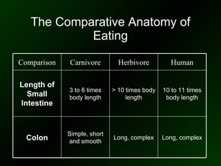 The Comparative Anatomy of Eating 10 to 11 times body length > 10 times body length 3 to 6 times body length Length of Small Intestine Long, complex Long, complex Simple, short and smooth Colon Human Herbivore Carnivore Comparison 