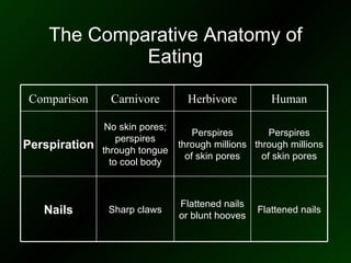 The Comparative Anatomy of Eating Perspires through millions of skin pores Perspires through millions of skin pores No skin pores; perspires through tongue to cool body Perspiration Flattened nails Flattened nails or blunt hooves Sharp claws Nails Human Herbivore Carnivore Comparison 