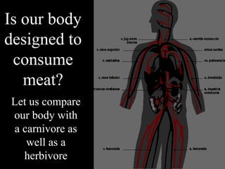 Is our body designed to consume meat? Let us compare our body with a carnivore as well as a herbivore 