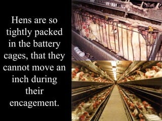 Hens are so tightly packed in the battery cages, that they cannot move an inch during their encagement. 