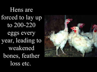 Hens are forced to lay up to 200-220 eggs every year, leading to weakened bones, feather loss etc.  