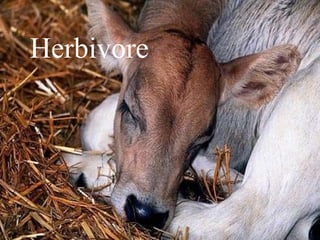 Herbivore 