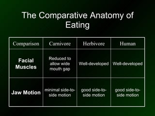 The Comparative Anatomy of Eating Well-developed Well-developed Reduced to allow wide mouth gap Facial Muscles Human Herbivore Carnivore Comparison good side-to-side motion good side-to-side motion minimal side-to-side motion Jaw Motion 