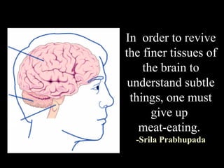 In  order to revive the finer tissues of the brain to understand subtle things, one must give up  meat-eating.  -Srila Prabhupada 