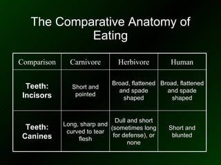 The Comparative Anatomy of Eating Broad, flattened and spade shaped Broad, flattened and spade shaped Short and pointed Teeth: Incisors Short and blunted Dull and short (sometimes long for defense), or none Long, sharp and curved to tear flesh Teeth: Canines Human Herbivore Carnivore Comparison 