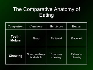 The Comparative Anatomy of Eating Flattened Flattened Sharp Teeth: Molars Extensive chewing Extensive chewing None; swallows food whole Chewing Human Herbivore Carnivore Comparison 