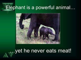 Elephant is a powerful animal… … yet he never eats meat! 
