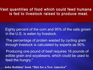 Eighty percent of the corn and 95% of the oats grown in the U.S. is eaten by livestock.  The percentage of protein wasted by cycling grain through livestock is calculated by experts as 90%. Producing one pound of beef requires 16 pounds of edible grain and soyabeans, which could be used to feed the hungry.” Vast quantities of food which could feed humans  is fed to livestock raised to produce meat. John Robbins' book “Diet for a New America”   