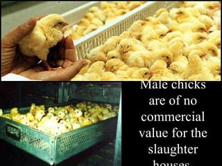 Male chicks are of no commercial value for the slaughter houses. 