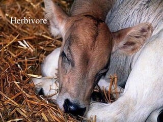 Herbivore 