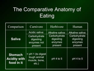 The Comparative Anatomy of
             Eating
Comparison     Carnivore        Herbivore            Human
              Acidic saliva:   Alkaline saliva:   Alkaline saliva:
              Carbohydrate     Carbohydrate       Carbohydrate
  Saliva        digesting         digesting          digesting
              enzymes not         enzymes            enzymes
                 present           present            present


 Stomach < pH 1 (to digest
             tough animal
Acidity with muscle, bone,        pH 4 to 5          pH 4 to 5
 food in it      etc.)
 