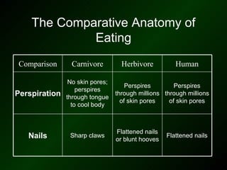 The Comparative Anatomy of
             Eating
Comparison      Carnivore          Herbivore          Human

                No skin pores;
                                     Perspires        Perspires
                   perspires
Perspiration   through tongue
                                 through millions through millions
                                   of skin pores    of skin pores
                 to cool body



                                 Flattened nails
   Nails        Sharp claws
                                 or blunt hooves
                                                   Flattened nails
 