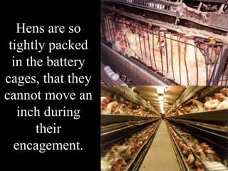 Hens are so
 tightly packed
  in the battery
cages, that they
cannot move an
   inch during
       their
  encagement.
 